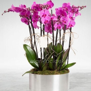 Manavgat Florist - 6 Branches Purple Orchids