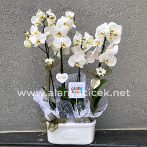  Manavgat Çiçekçi - 4 lü Phalanopsis