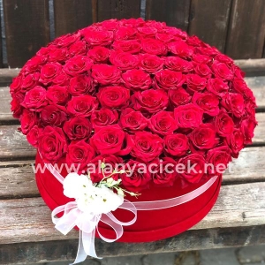  Manavgat Flower Order - 101 Roses in Box