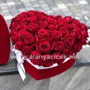  Manavgat Florist - 75 Roses in the Box