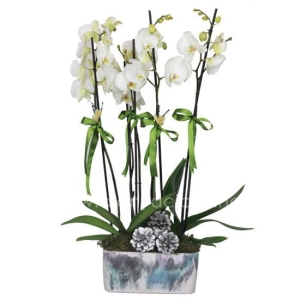 Manavgat Florist - 4 Branch Orchid