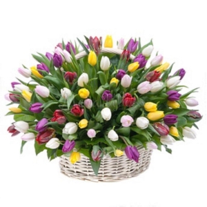  Manavgat Flower Order - 75 Tulips in Box