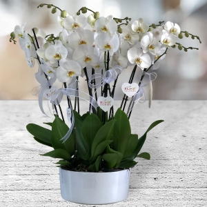  Manavgat Flower Order - Phalanopsis Orchids Arrangement