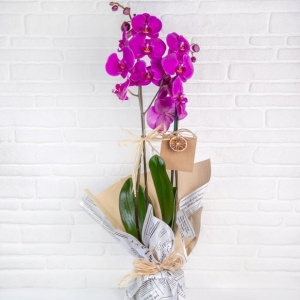  Manavgat Flower Delivery - Double Orchid